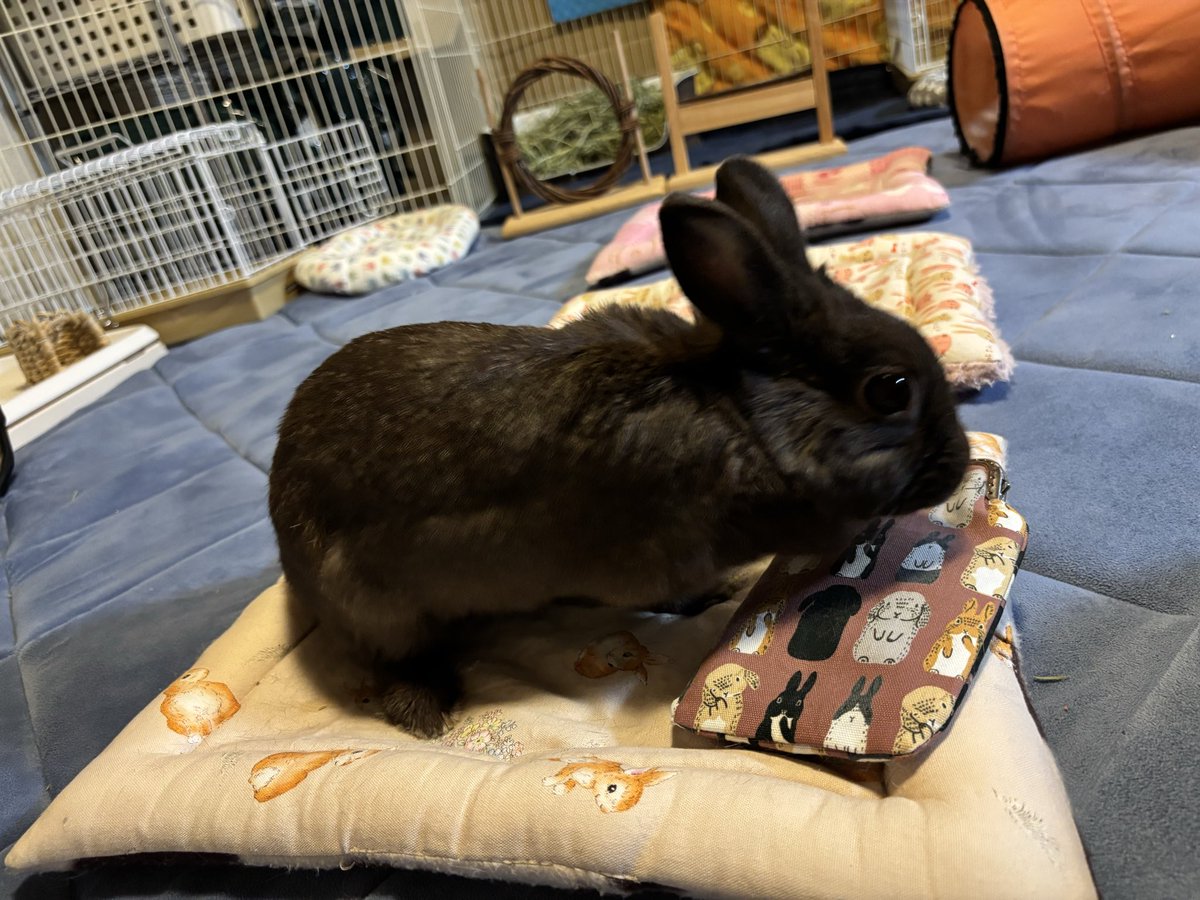 cocokina_429's tweet image. まさチビしろさん(@Oxql5c0 )に作っていただいたペンケース(メガネケースにもなる)が届きました😊
きなうには一生懸命においをかいでチェックしてました🐰🐰
とても可愛くて、今日は早速メガネケースとして持って出かけようと思います🥰
かわいいおまけ付きでありがとうございました🥰