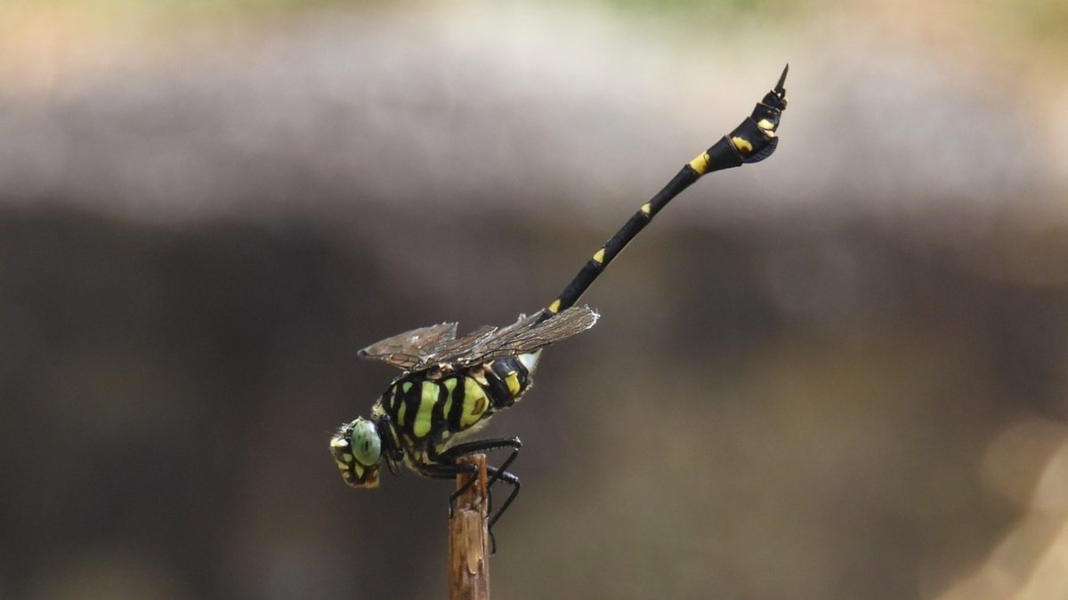 FUayusakai's tweet image. 大泉緑地（２０２５年８月１７日） plaza.rakuten.co.jp/128327/diary/2… #r_blog 
＃大泉緑地　＃堺市　＃大阪府