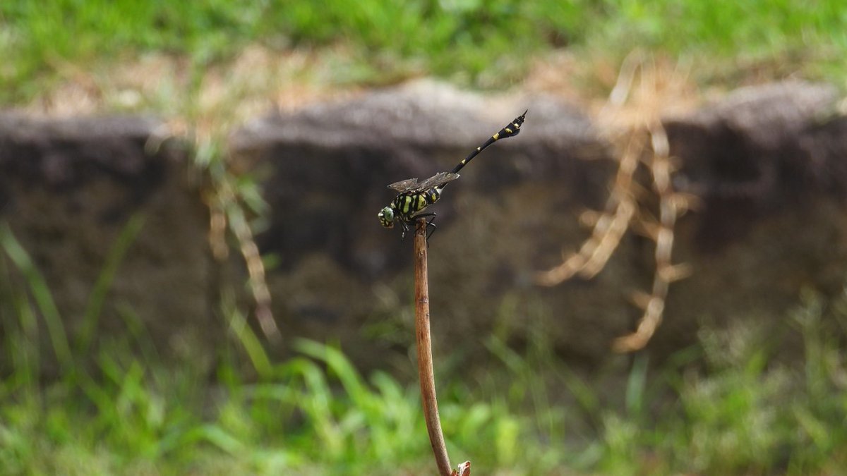 FUayusakai's tweet image. 大泉緑地（２０２５年８月１７日） plaza.rakuten.co.jp/128327/diary/2… #r_blog 
＃大泉緑地　＃堺市　＃大阪府