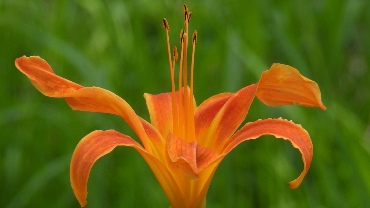 FUayusakai's tweet image. 大泉緑地（２０２５年８月１７日） plaza.rakuten.co.jp/128327/diary/2… #r_blog 
＃大泉緑地　＃堺市　＃大阪府