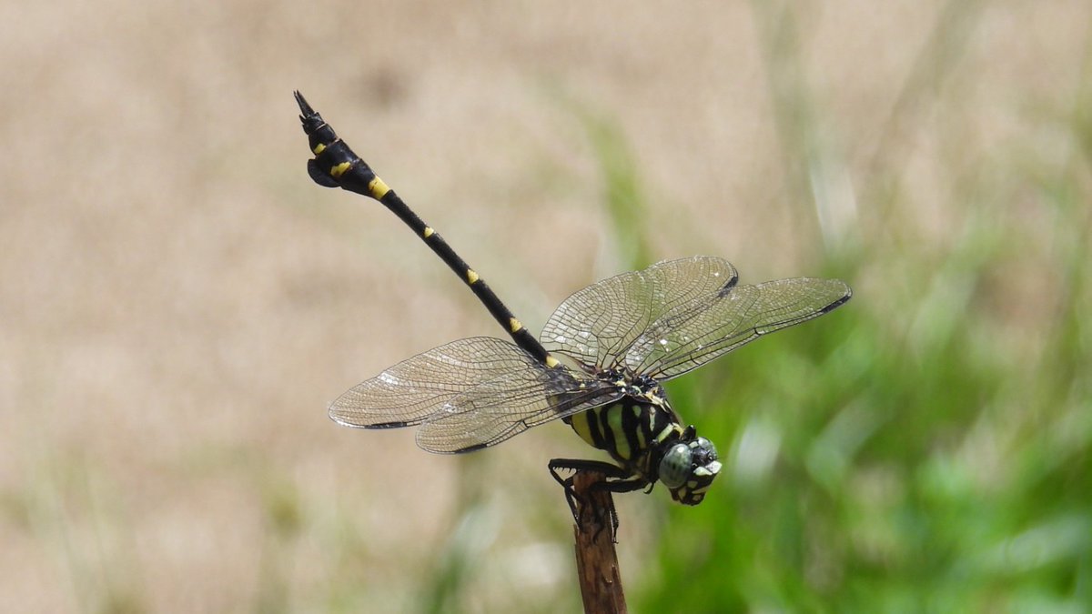 FUayusakai's tweet image. 大泉緑地（２０２５年８月１７日） plaza.rakuten.co.jp/128327/diary/2… #r_blog 
＃大泉緑地　＃堺市　＃大阪府