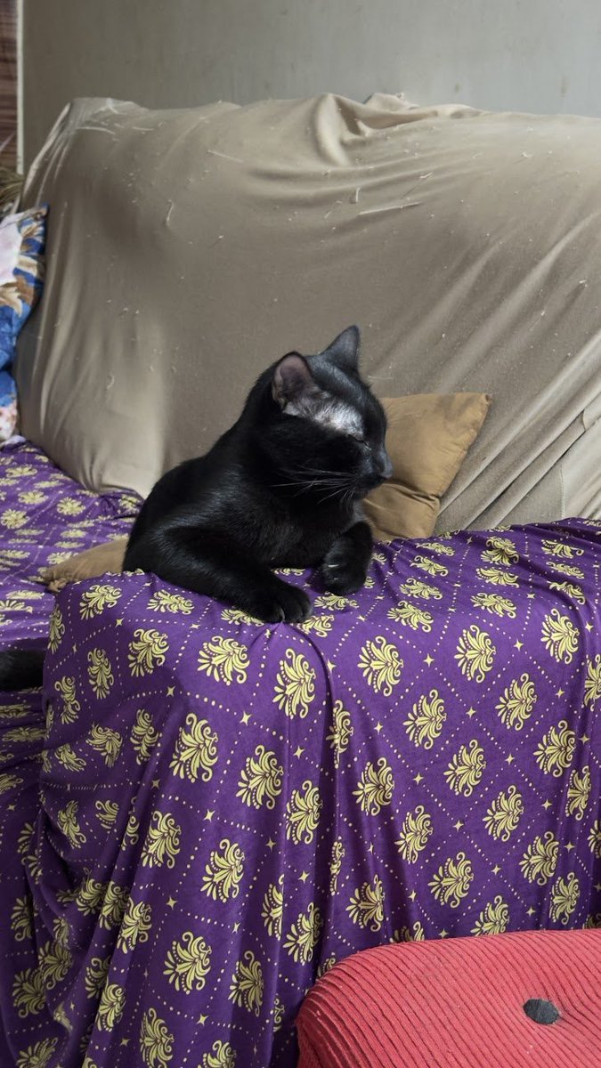 Profitz14's tweet image. Olha o jeito que Xablauzinho dorme