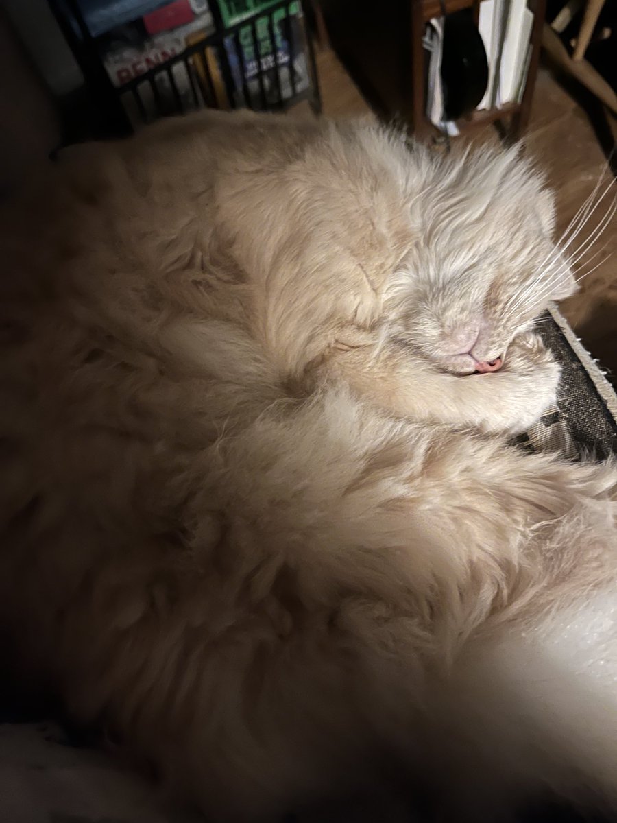 BenchSue's tweet image. Quiet night in here ⁦@bob_wynn⁩