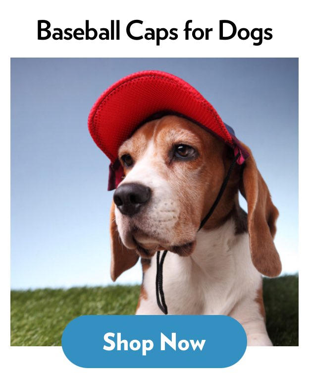 🐶 Dress your pup in style with our Cotton Baseball Caps!

Adjustable strap secures around head &amp; chin with a side-clasp buckle + adorable embroidered patch on front.

👉  happybreath.com/product-catego…

#DogFashion #PupInACap #HappyBreath