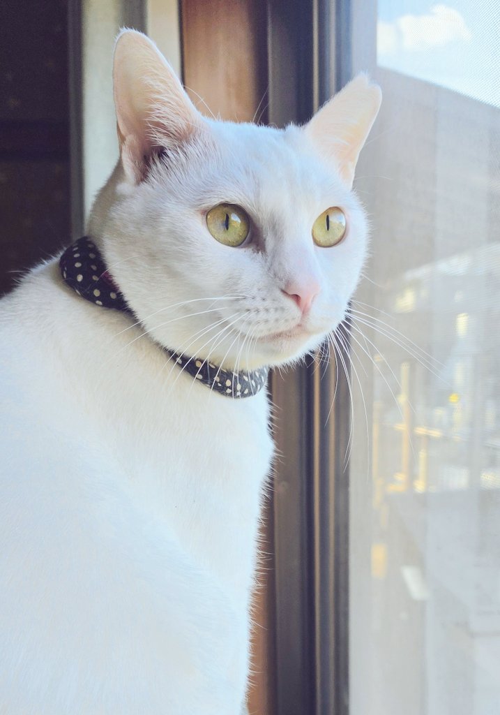 ハイツくろねこ🐈‍⬛🐾 (@haitsukuroneko) / Posts / X