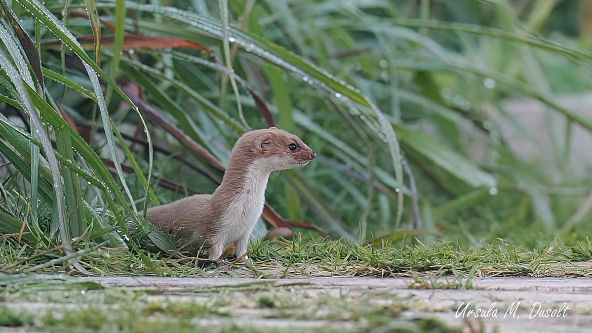 UrsulaDusolt's tweet image. #Schautmal, ... wenn schon nicht so viele Vögel da sind, so hatte ich das Glück in #Spanien einem #Mauswiesel zu begegnen. Was für ein flinkes kleines Wesen... aber mit ungeahnten Kräften. Das könnt ihr im nächsten Foto sehen.
#wildlife #weasel