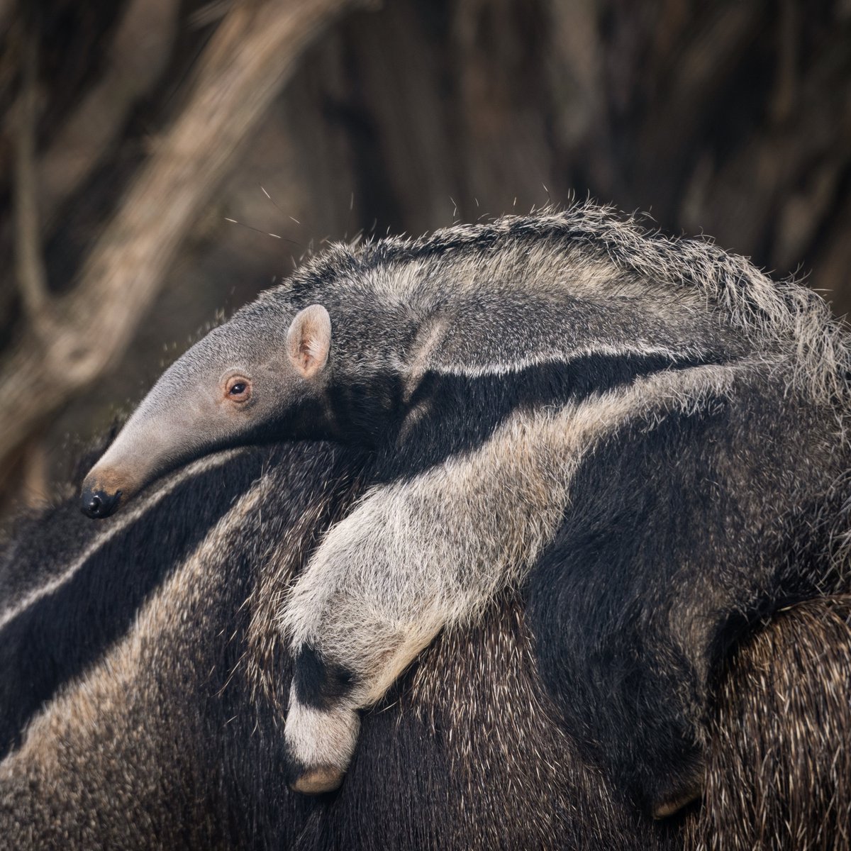 nashzoovet's tweet image. #FunFact of the Day

Today 11/19 is #WorldAnteaterDay
#Anteaters provide the world a free ecosystem service as they eat around 30,000 ants &amp;amp; termites every day helping to control these populations that would otherwise explode and disrupt crop and food production