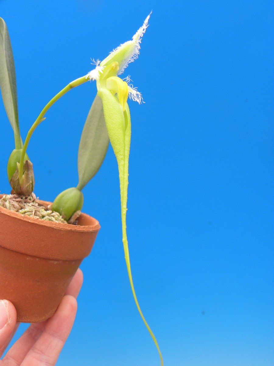 Bulbophyllum fascinator f.album 'Pompimol' BM/TOGA

今日の手乗り