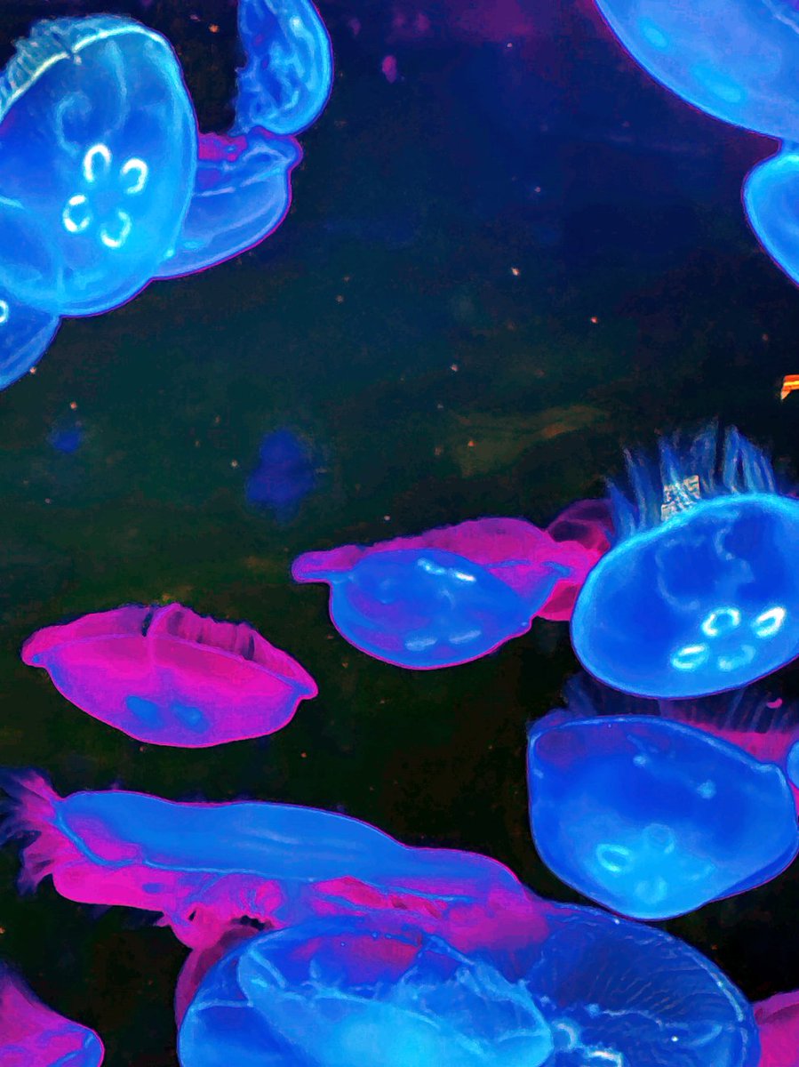 Etwas Farbe für die TL: Ich habe eine Ordner für Fotos, den habe ich "Impressionen" getauft. Dort wandern Bilder hin, die ich mag (manche auch, weil sie nicht perfekt sind), die aber bisher zu keinem Tweet passten. Ich öffne diesen Ordner wieder ein klein wenig...
#FotoDesTagesDD