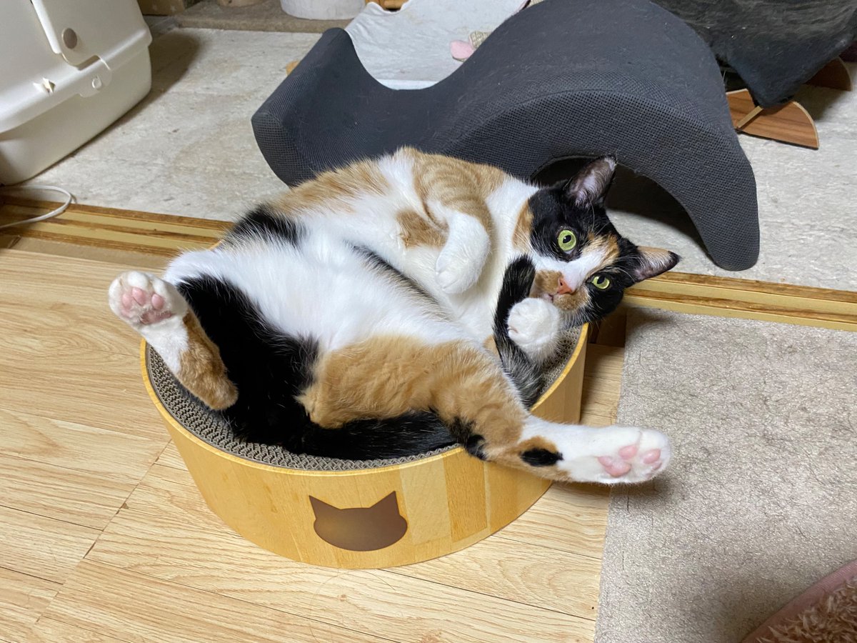 ソラネコさんち (@mofgedama) / Posts / X