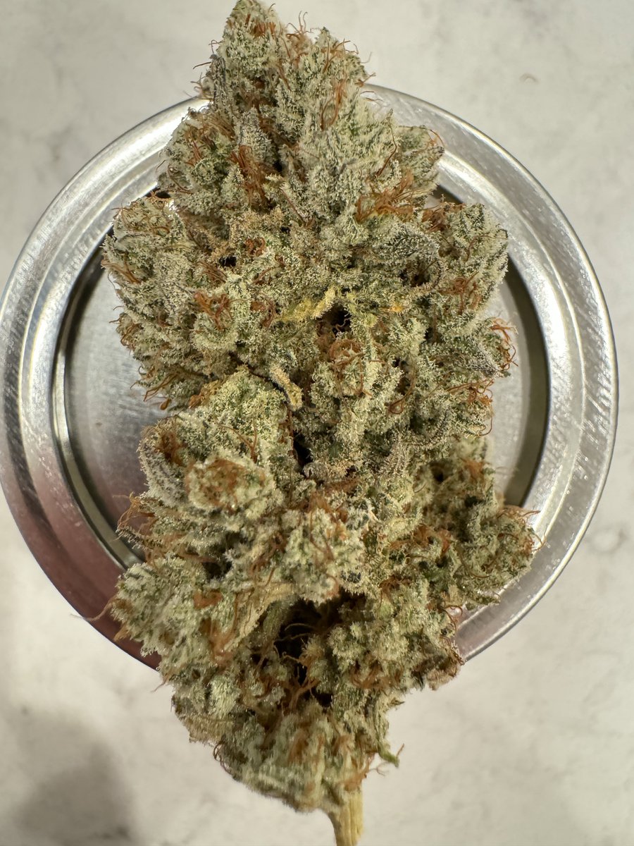 Irie Maiden by <a href="/RomulanJake/">Romulan Genetics</a> from my last harvest 🔥💨