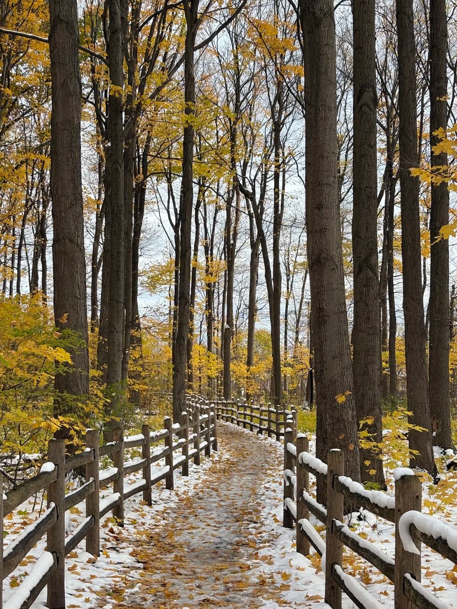 A golden path through Toronto’s first snowfall isn't over yet.💦🍁🧙‍♂️