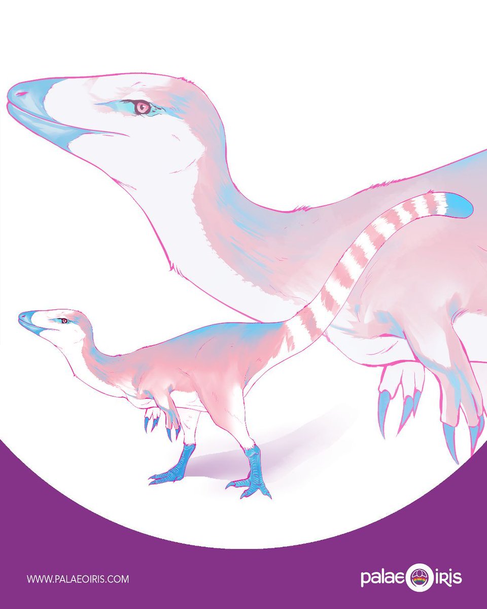 palaeoiris's tweet image. And we kick off transgender sketch requests with sinosauropteryx!

Very fond of this request, sinosauropteryx is truly the cutest.

It would mean the world to us if you support us by joining us on Patreon!

patreon.com/palaeoiris

#transweek #paleoart #fossilfriday