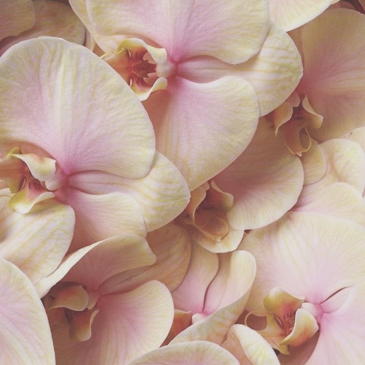 nevilluv's tweet image. ⊹   métodos que utilizo;
a thread for loatwt. ♡
 ⎯⎯  #loatwt #lds