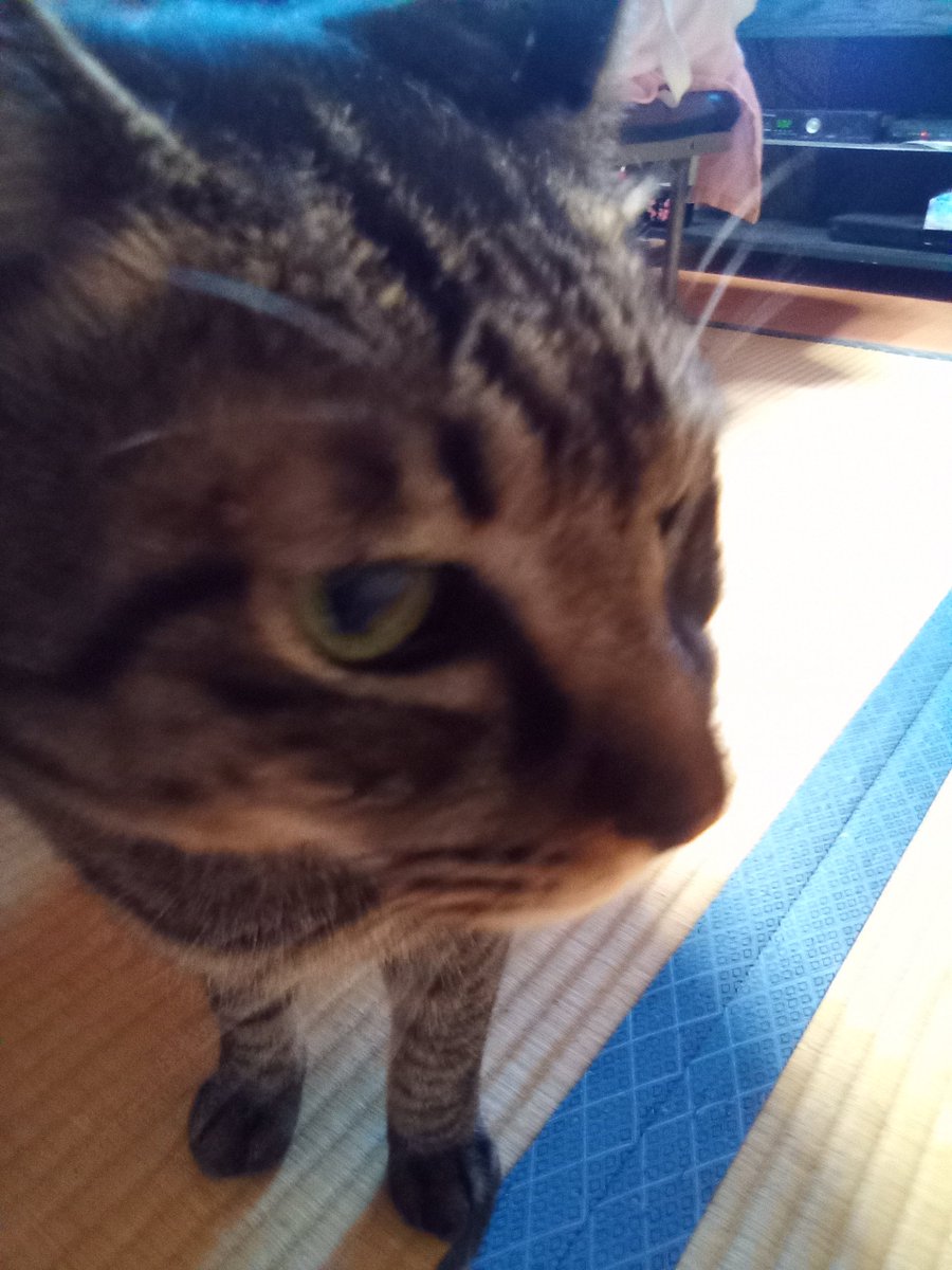 🐾今朝のにゃんこ🐾