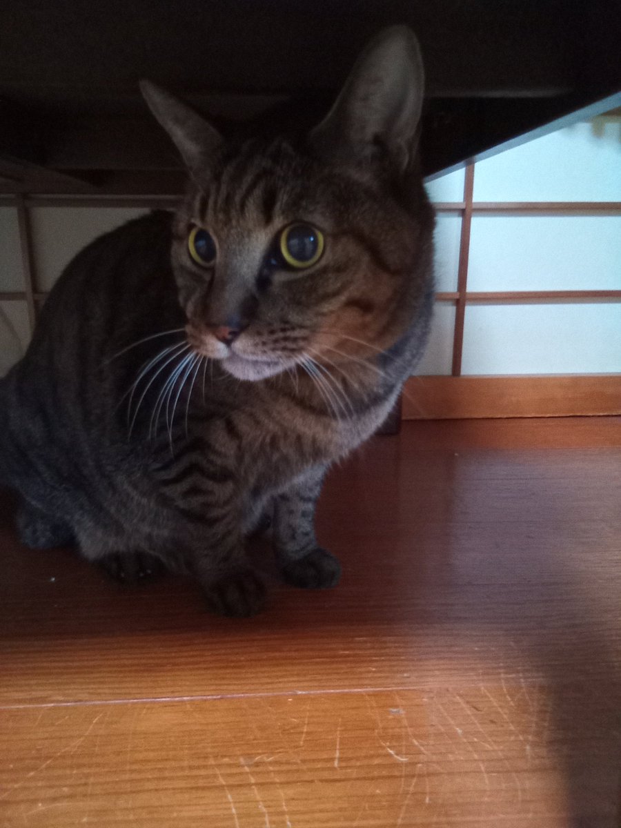 🐾今朝のにゃんこ🐾