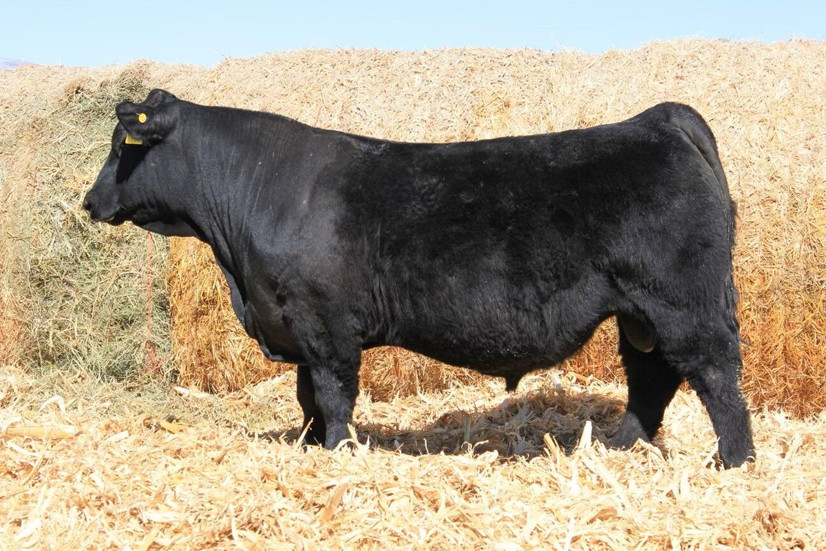 feedlotmagazine's tweet image. When evaluating how much one can #afford to pay for a #bull, remember to take into account not only the bull’s #purchase #price, but also the #annual care and feed cost that will be associated with using that bull to #sire #calves.

feedlotmagazine.com/news/cow_calf_…