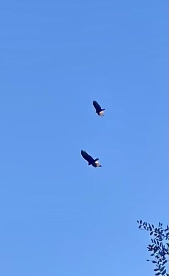 The vultures are flocking together in anticipation of the deployment of Border Patrol agents in Charlotte. 

BTW, Charlotte’s only border is with South Carolina. I’m ok if Border Patrol keeps Nancy Mace, Lindsey Graham and Tim Scott out of NC.