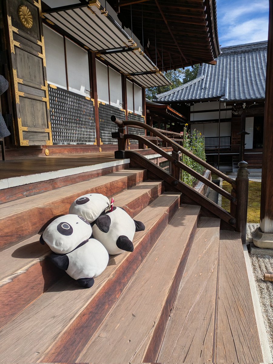 taremom0219's tweet photo. 霊宝館を見たあとは、たれちゃん達と
一緒に大覚寺巡りです。
ひなたれボッコをしたり、お庭を見たり
お外でまったりしたり…
人が少ないのをいいことにやりたい放題でした
まだまだ大覚寺とたれちゃんずは続きます
#たれぱんだ
#今日もよくたれています
#大覚寺 https://t.co/tAX5cN0FKr