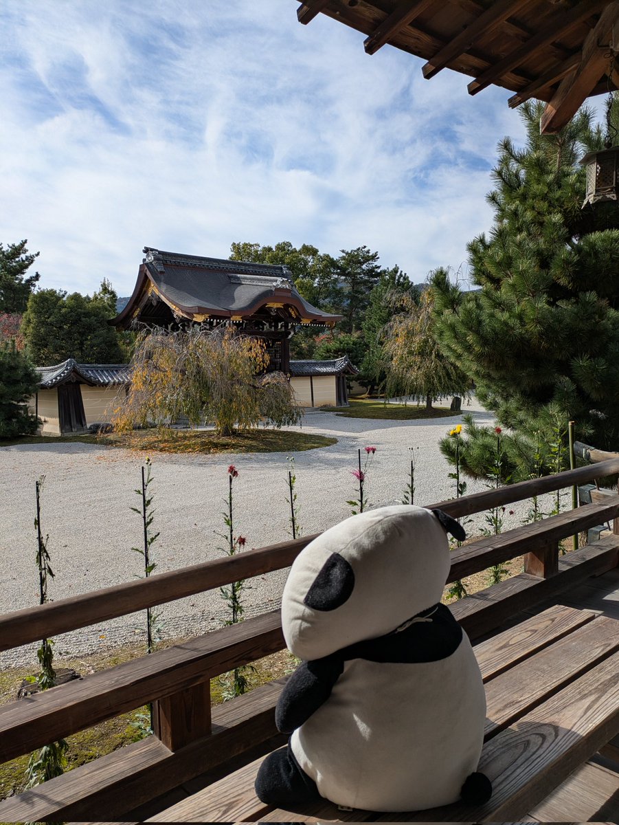 taremom0219's tweet photo. 霊宝館を見たあとは、たれちゃん達と
一緒に大覚寺巡りです。
ひなたれボッコをしたり、お庭を見たり
お外でまったりしたり…
人が少ないのをいいことにやりたい放題でした
まだまだ大覚寺とたれちゃんずは続きます
#たれぱんだ
#今日もよくたれています
#大覚寺 https://t.co/tAX5cN0FKr