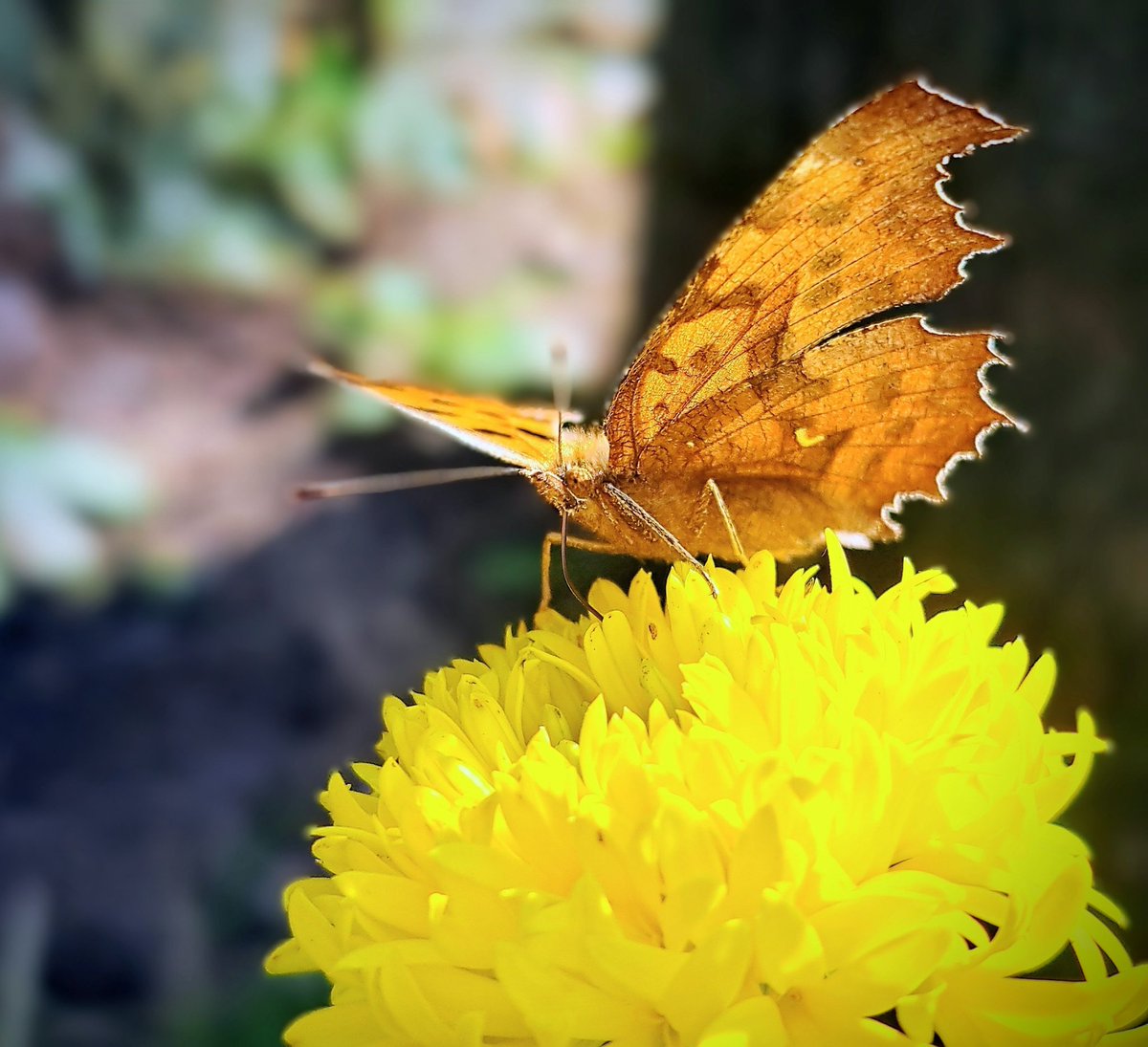 Post by MAKI on X: 秋を味わう