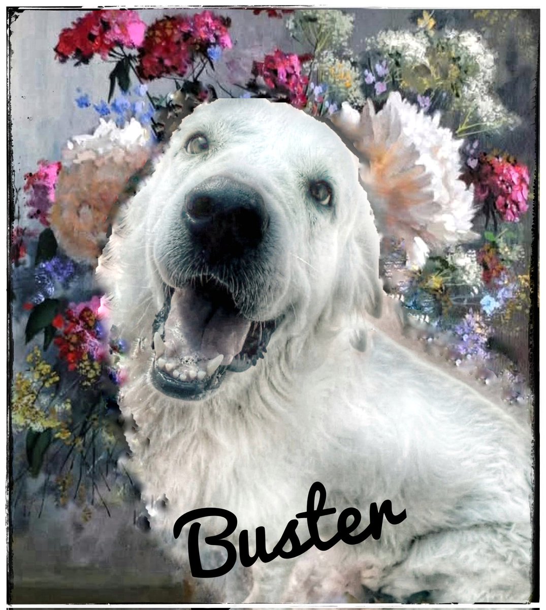 rothfarms's tweet photo. #SaveBuster https://t.co/HHvgvVCi35