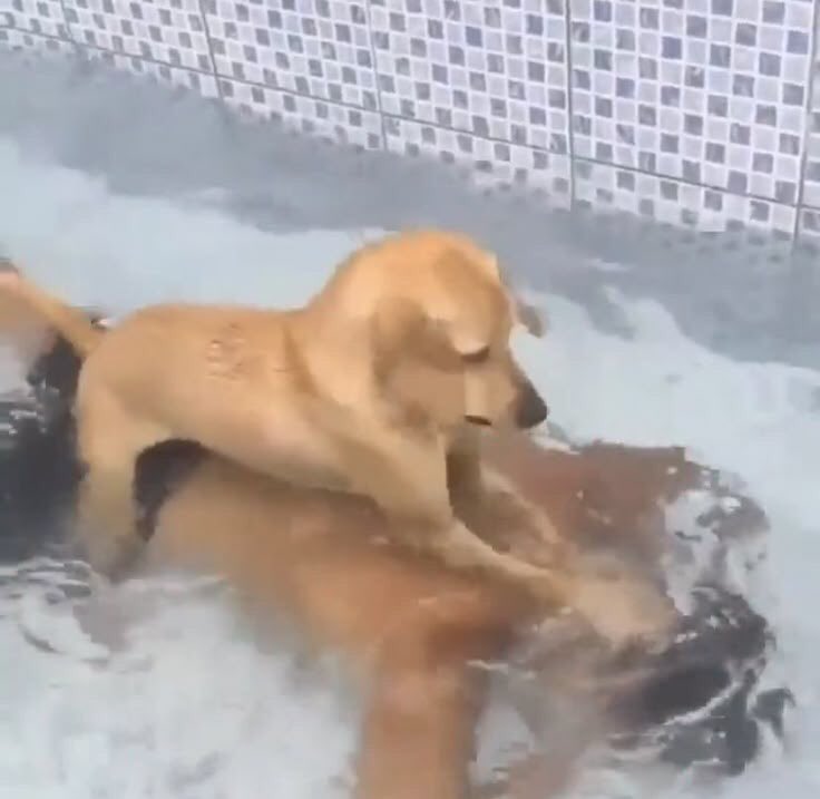 Ningún perro triple hijueputa sin empatía me va a robar la paz