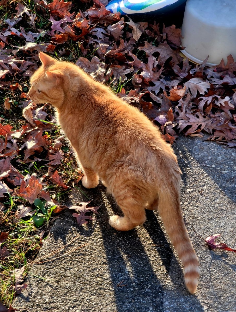 biteybigboy's tweet photo. @hermitsuddha YES!!! He has gained weight, goes outside for supervised walks, has a nice quiet home with another elderly cat and is enjoying life!! https://t.co/SfP9cZc3gX