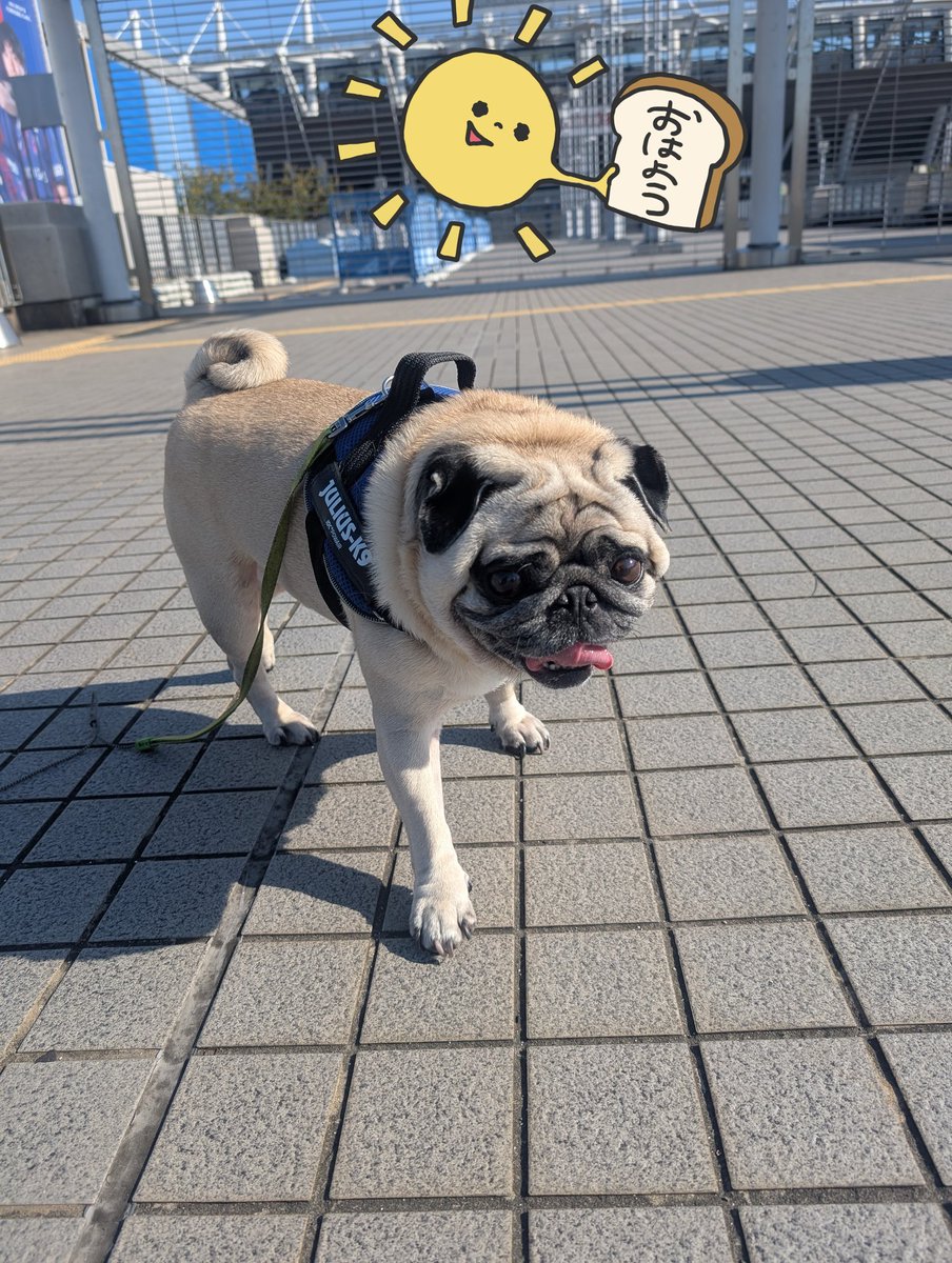 パグパグ (@miracle_dogs) / Posts / X