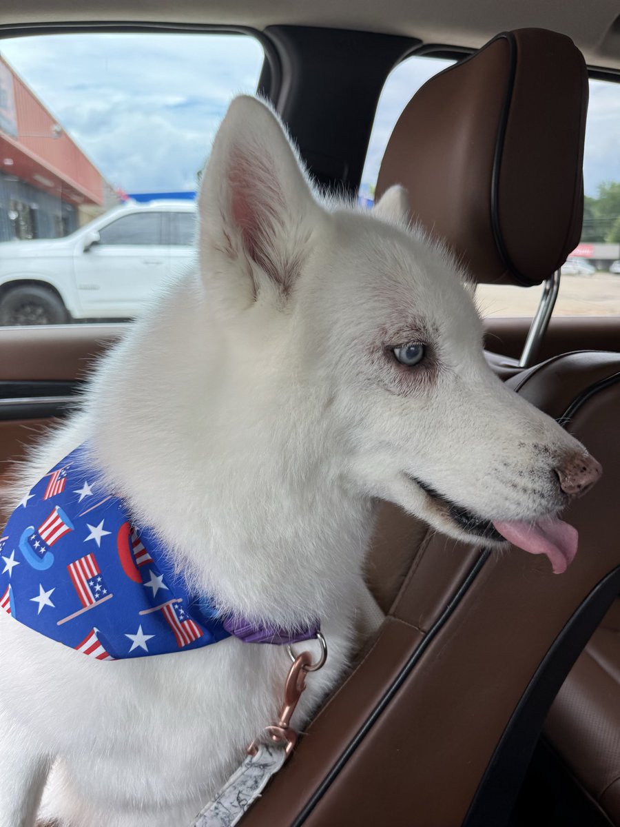 Wadarku's tweet photo. @MegalodonVT My big baby Luna 😍 https://t.co/Z3jxRIGW4z