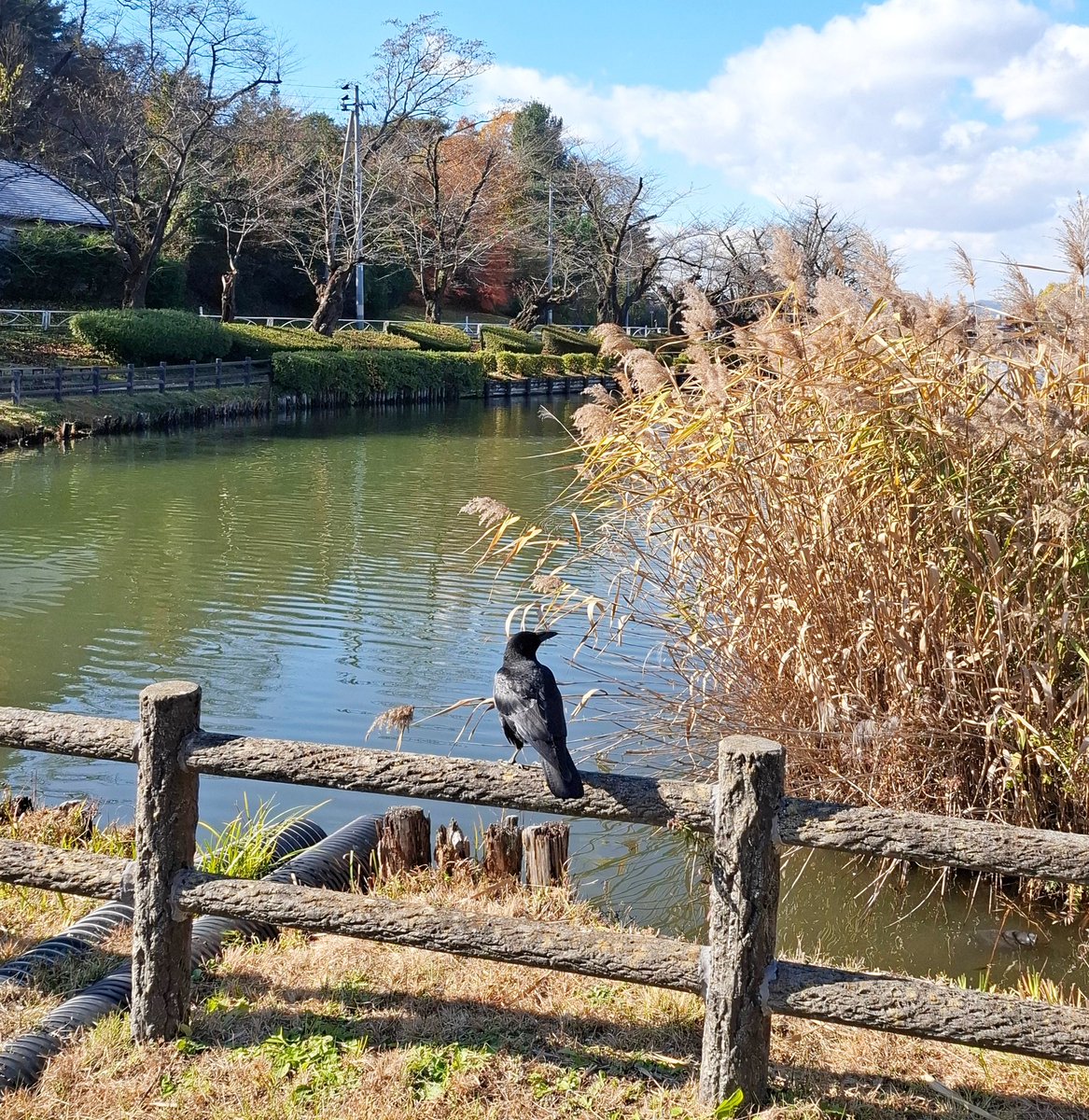 aina4801's tweet photo. 秋晴れ🍁🌾熊鈴つけてランニングしている人が目立つなあ。 #高松の池 https://t.co/sZ2fASfc6u