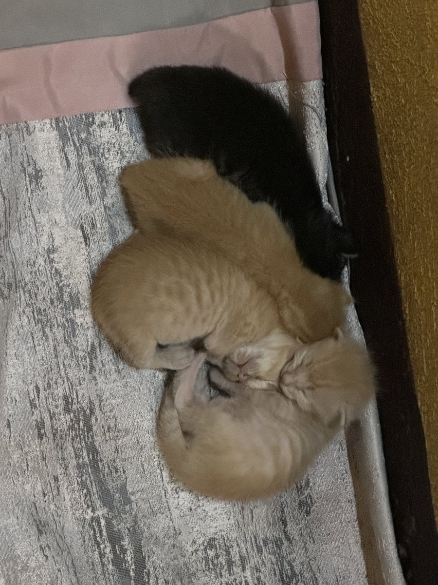 Jipaore's tweet photo. Ya pueden dormir tranquilos peques; tendrán una casita siempre 💕 https://t.co/MtH30G9IJK