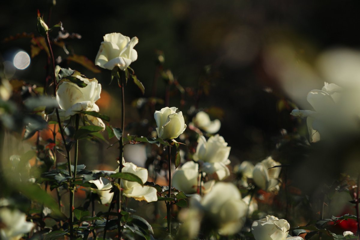 神代植物公園 【公式】 tweet media