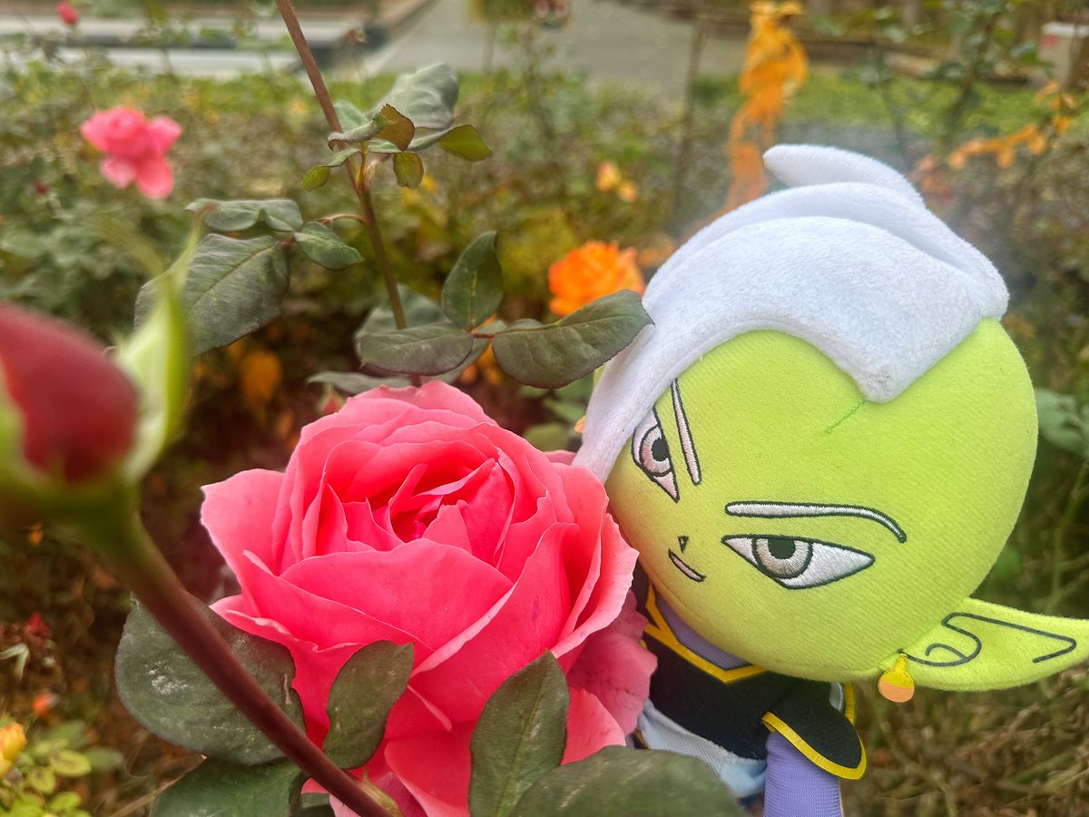SnidgetK's tweet photo. 细嗅玫瑰🌹
#Zamasu #扎马斯 https://t.co/t1TKaF8IlU