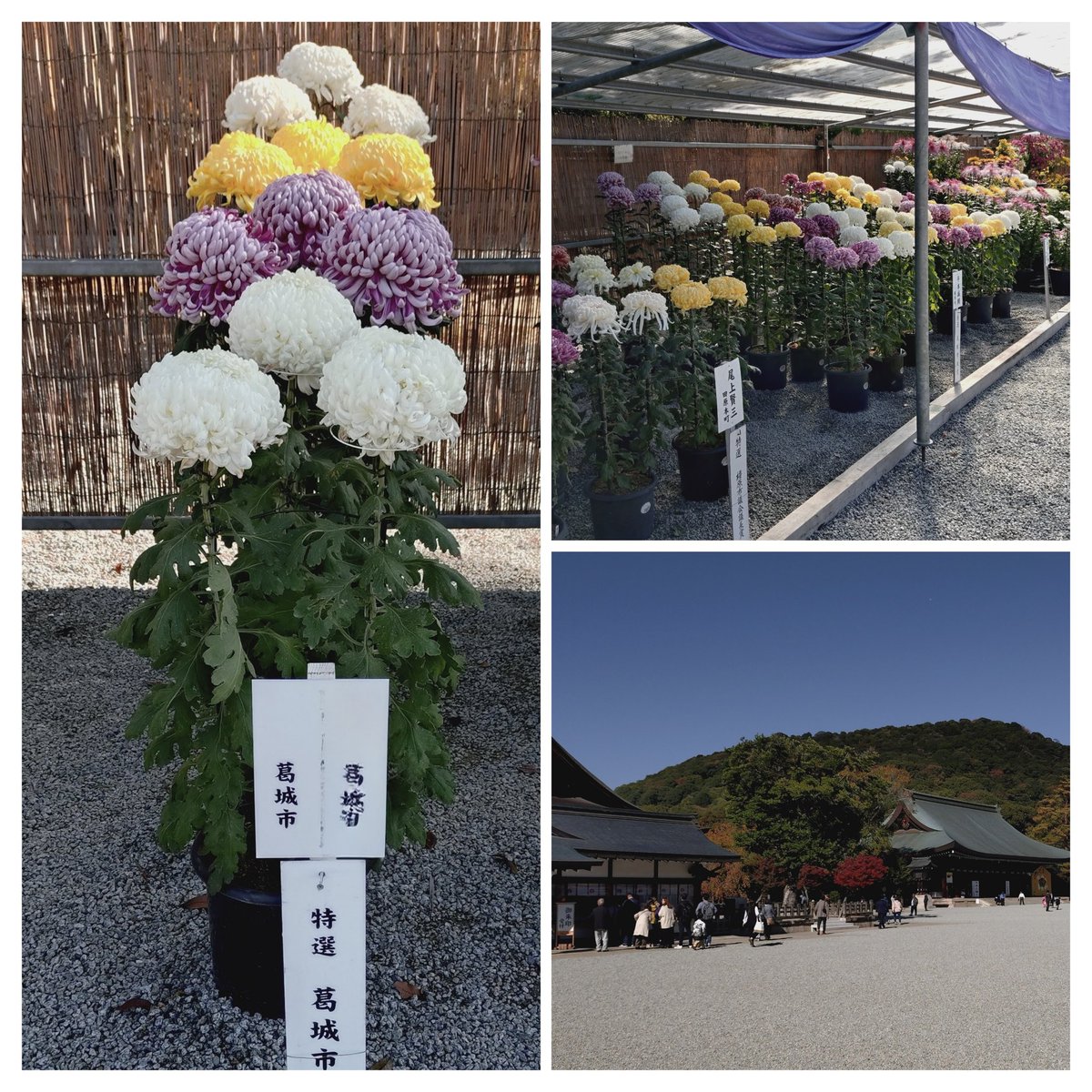 2Kuwanyan's tweet photo. 雲一つない秋晴れです。
今週も行って来ました、橿原神宮『菊花展』
お〜！『特選』もらってる！
おめでとう🎉
『七五三』とあり、着飾った主役と着飾ったご家族の方々…華やかな橿原神宮でした。 https://t.co/RTuXZTOpGn