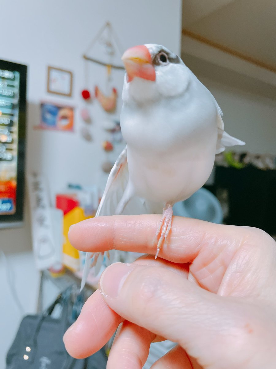 朝のまーぶる🎵

おはようございまス.サー🌸

今日も頑張っていきまっしょい🍀
#buncho