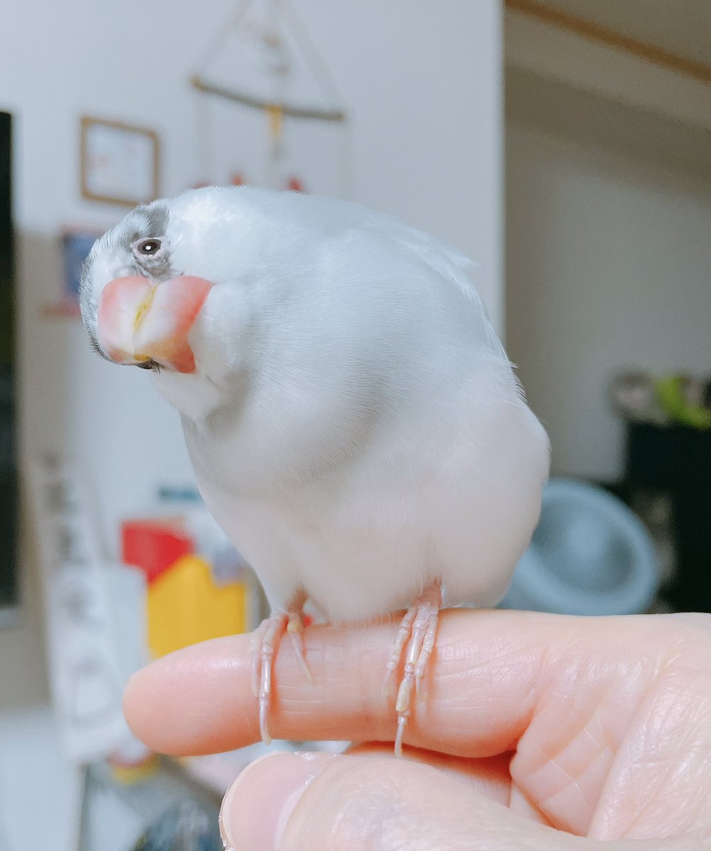 おまけ🎵

…..ﾏｰｷﾉ✨

#buncho