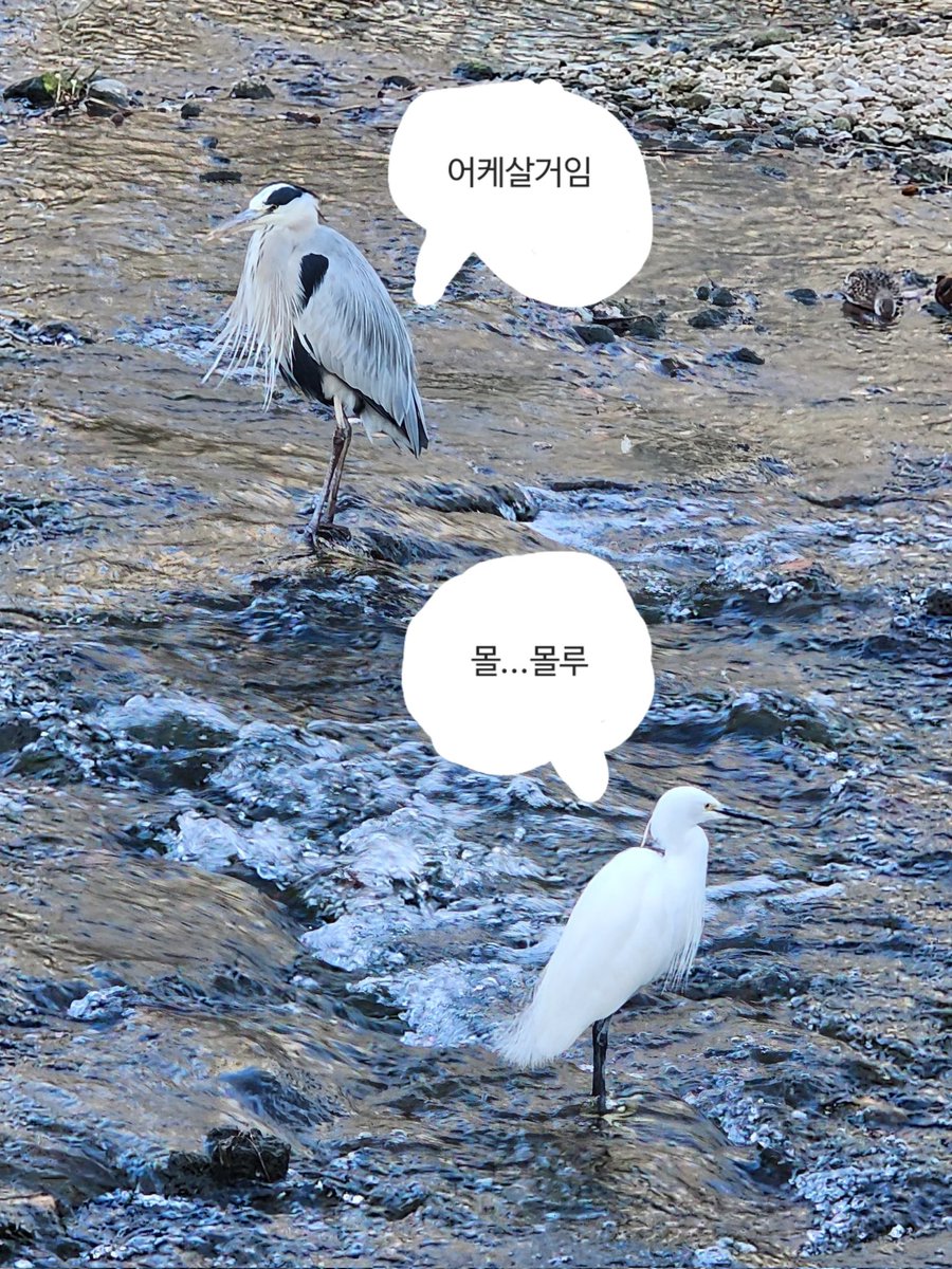 pom0bird's tweet image. 