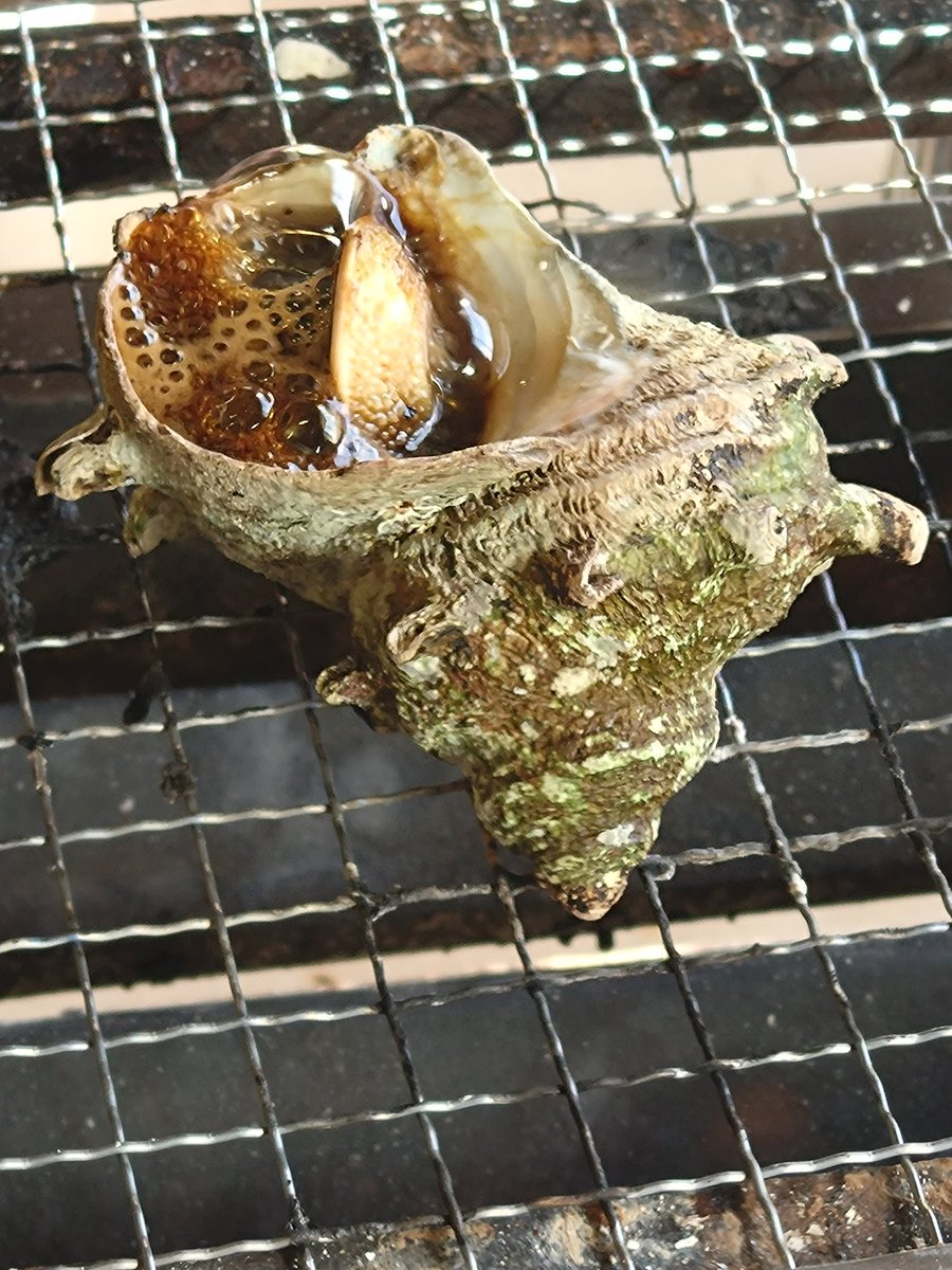 鋸山の麓の金谷港で浜焼き食べました
#喰らえガブちゃん