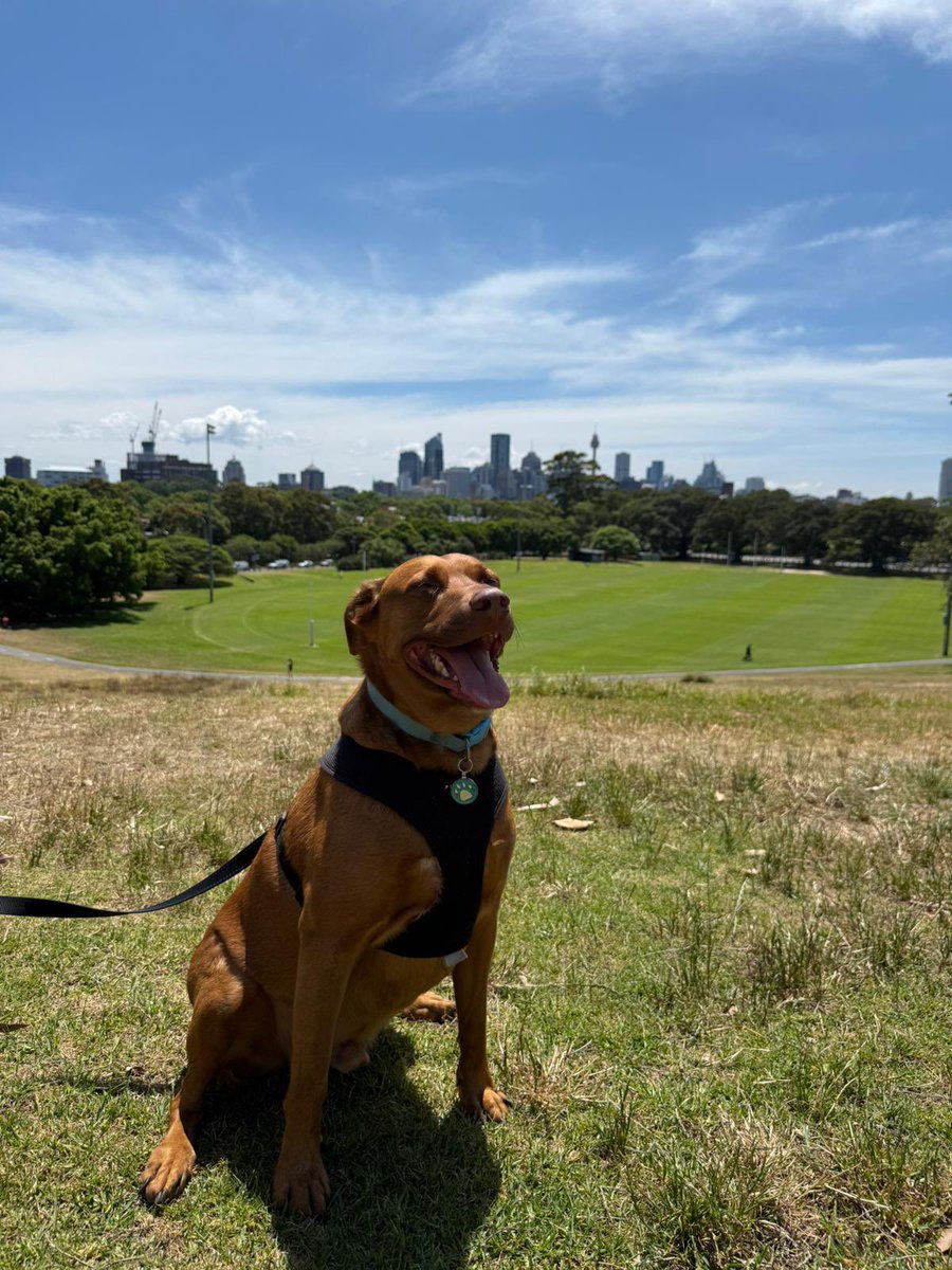 DrNicolasHart's tweet photo. Happy to be home with Baxter - he was extremely excited when I returned (as was I). Also glad to no longer carry the life sized plush doggo toy around the Airport (…Excuse the pharmacy of headache medication in the video - I’m a migraine sufferer! …). #Baxter #DogsOfAcademia. https://t.co/RfGMAJXqy8