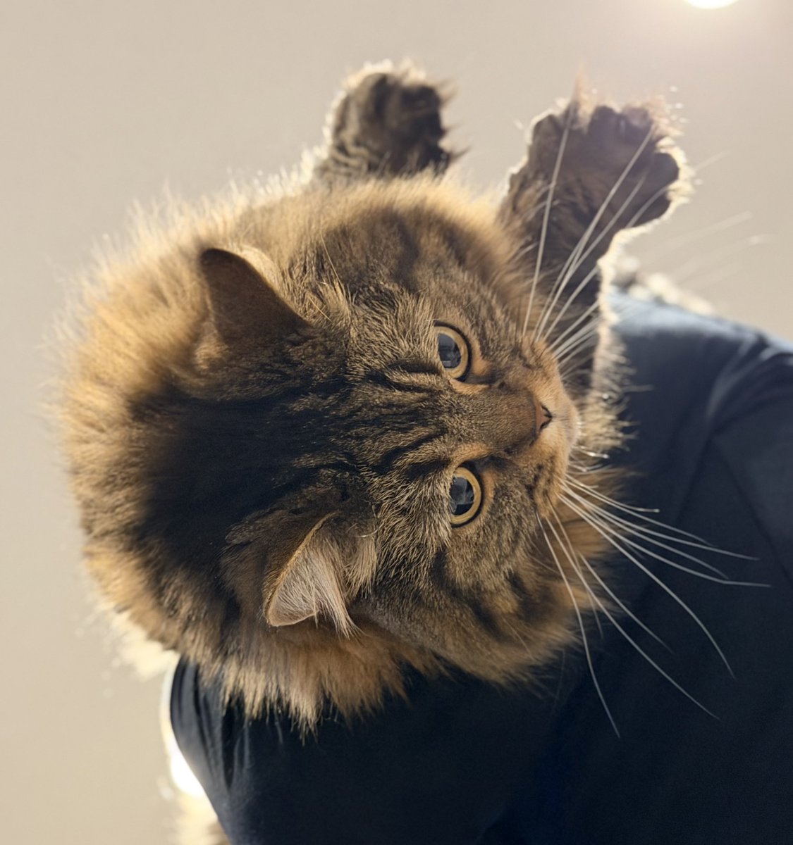 おててクリームパン