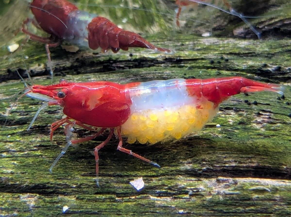 ebinokakato's tweet image. ebinokakatoの長嶋です🗿

✨今週のお得情報🉐✨
11/15（土）・11/16（日）限定！

下記のチェリーシュリンプ各種が対象👇
・スノーボールシュリンプ
・イエローゴールデンバックシュリンプ
・レッドルリーシュリンプ
・オレンジルリーシュリンプ

同種10匹ご購入で、抱卵個体を1匹プレゼント🎁…