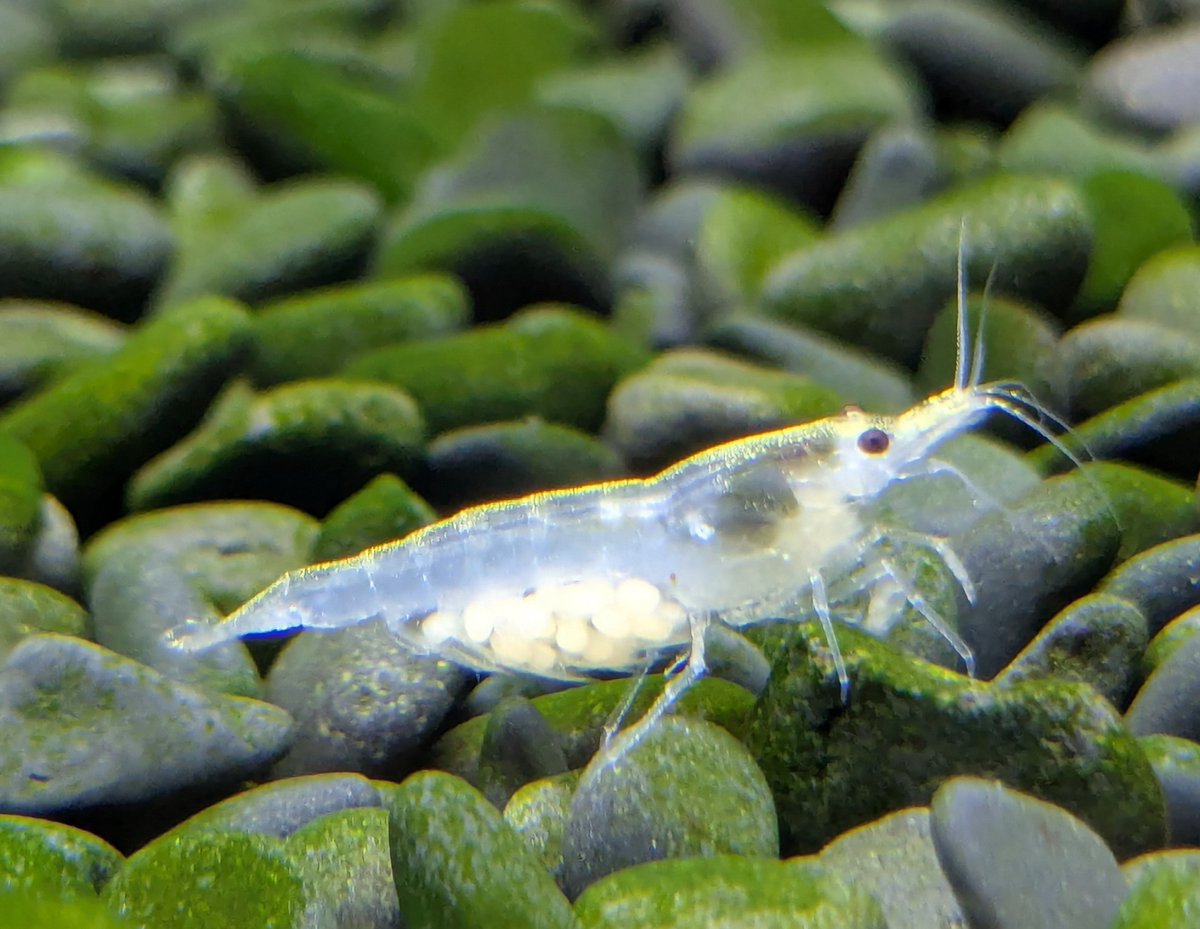 ebinokakato's tweet image. ebinokakatoの長嶋です🗿

✨今週のお得情報🉐✨
11/15（土）・11/16（日）限定！

下記のチェリーシュリンプ各種が対象👇
・スノーボールシュリンプ
・イエローゴールデンバックシュリンプ
・レッドルリーシュリンプ
・オレンジルリーシュリンプ

同種10匹ご購入で、抱卵個体を1匹プレゼント🎁…