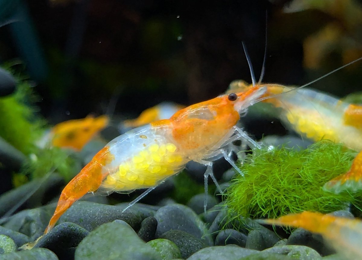 ebinokakato's tweet image. ebinokakatoの長嶋です🗿

✨今週のお得情報🉐✨
11/15（土）・11/16（日）限定！

下記のチェリーシュリンプ各種が対象👇
・スノーボールシュリンプ
・イエローゴールデンバックシュリンプ
・レッドルリーシュリンプ
・オレンジルリーシュリンプ

同種10匹ご購入で、抱卵個体を1匹プレゼント🎁…