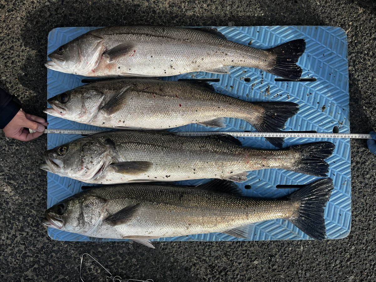 ꧁ AL_madengi ꧂ tweet media