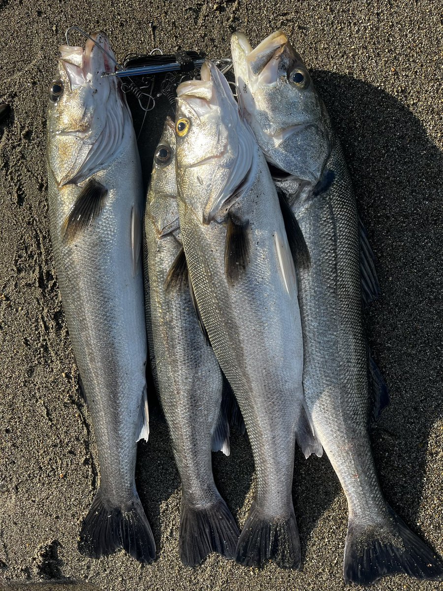 ꧁ AL_madengi ꧂ tweet media