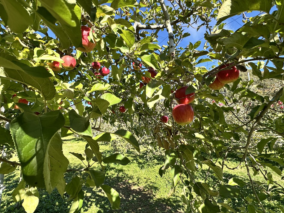 Copal326's tweet photo. りんご狩り🍎 https://t.co/zmqRWoGOgL