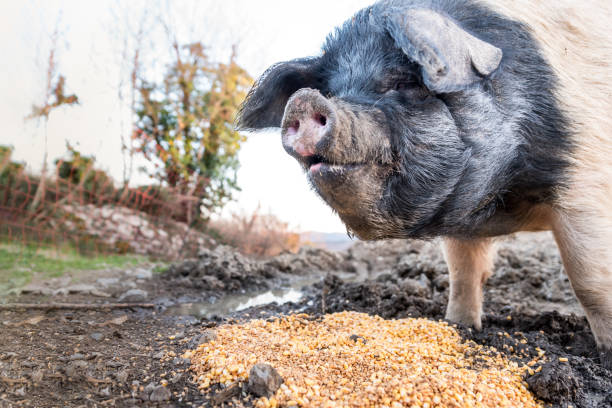 CaryKelly11's tweet image. After WWII there was a large surplus of coconut oil and farmers fed much of it to pigs, expecting it to fatten them up. 

To their horror, the pro-thyroid coconut oil did the opposite and made them leaner and full of energy.

Farmers later learned that soybeans and corn had the…