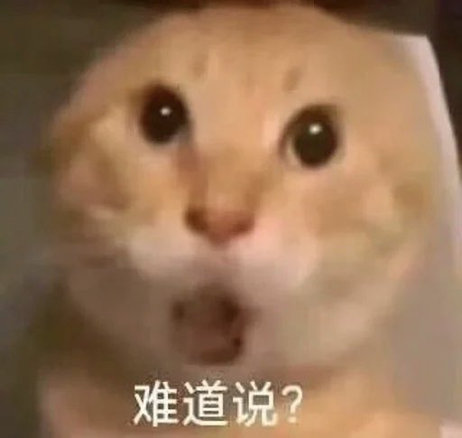 哈基米是目前 BSC 唯一有机会的独苗。