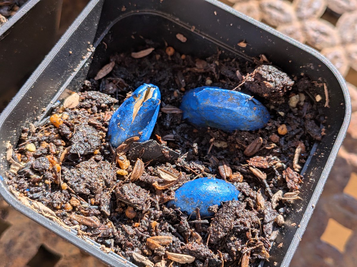 見た感じソラマメも発根してるね、いいぞ～～